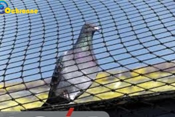 Siatki Mielec - Siatki przeciw ptakom do zabezpieczenia budynków i architektury dla terenów Mieleca